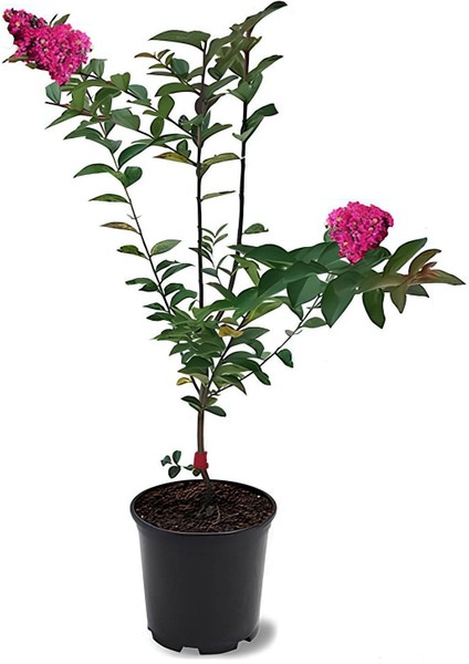 Pembe Renk Oya Ağacı 30-60CM 1 Adet Saksılı Bahçe Bitkisi fiyatları