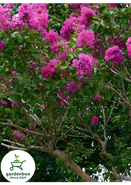 Pembe Renk Oya Ağacı 30-60CM 1 Adet Saksılı Bahçe Bitkisi(Lagerstroemia Indica)