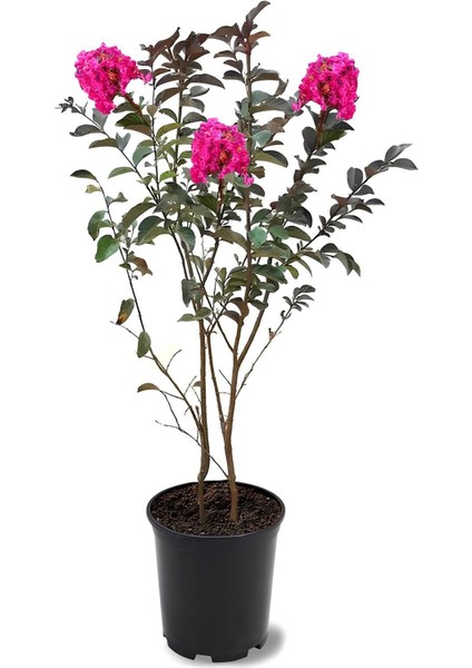 Pembe Renk Oya Ağacı 30-60CM 1 Adet Saksılı Bahçe Bitkisi(Lagerstroemia Indica) fiyatları