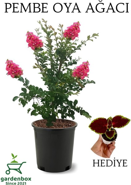 Pembe Renk Oya Ağacı 1 Adet Dış Mekan Saksılı 30-60CM+YAPRAK Güzeli