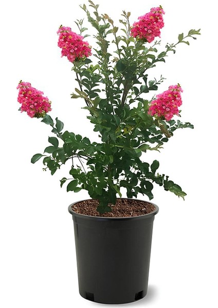 Pembe Renk Oya Ağacı 1 Adet Dış Mekan Saksılı 30-60CM+YAPRAK Güzeli fiyatları