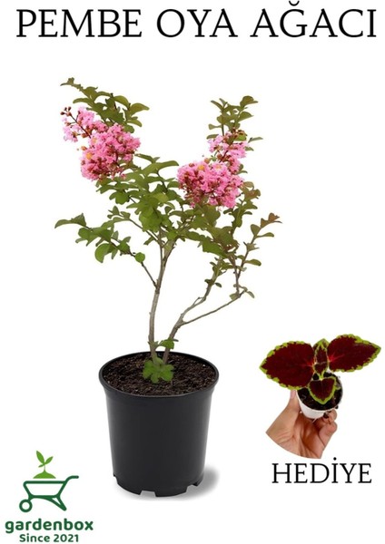 Pembe Renk Oya Ağacı 1 Adet Dış Mekan Saksılı 30-60CM+YAPRAK Güzeli