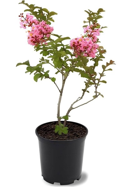 Pembe Renk Oya Ağacı 1 Adet Dış Mekan Saksılı 30-60CM+YAPRAK Güzeli fiyatları