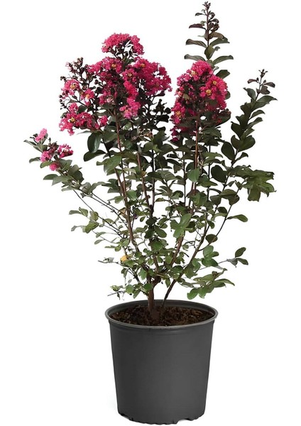 Pembe Oya Ağacı 1 Adet Dış Mekan Saksılı 30-60CM+YAPRAK Güzeli fiyatları