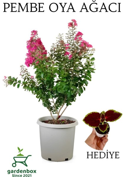 Pembe Oya Ağacı 1 Adet Dış Mekan Saksılı 30-60CM+YAPRAK Güzeli