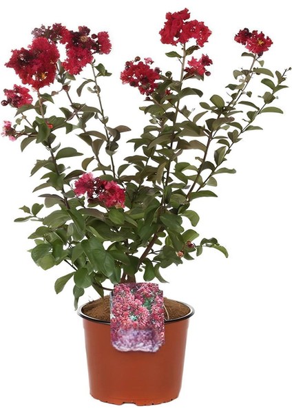 Kırmızı Oya Ağacı 1 Adet Dış Mekan Saksılı 30-60CM+YAPRAK Güzeli fiyatları