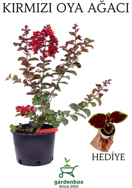 Kırmızı Oya Ağacı 1 Adet Dış Mekan Saksılı 30-60CM+YAPRAK Güzeli