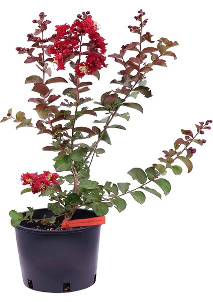 Kırmızı Oya Ağacı 1 Adet Dış Mekan Saksılı 30-60CM+YAPRAK Güzeli fiyatları