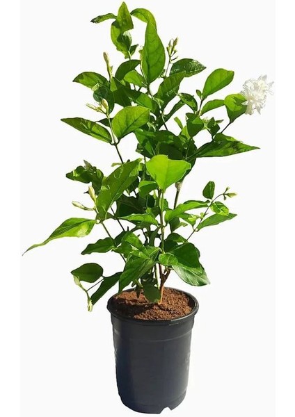 Yoğun Kokulu Katmerli Ful Yasemin Çiçeği 1 Adet Saksılı 40-60 cm (Jasmınum Sambac)