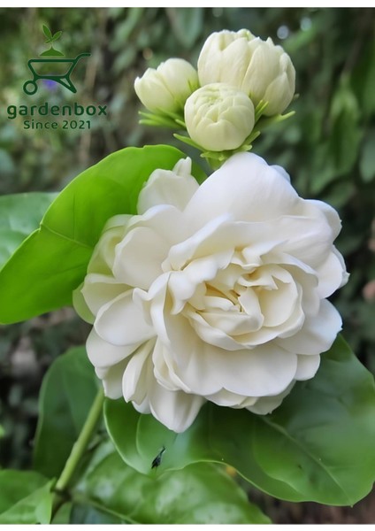 Yoğun Kokulu Katmerli Ful Yasemin Çiçeği 1 Adet Saksılı 40-60 cm (Jasmınum Sambac) fiyatları