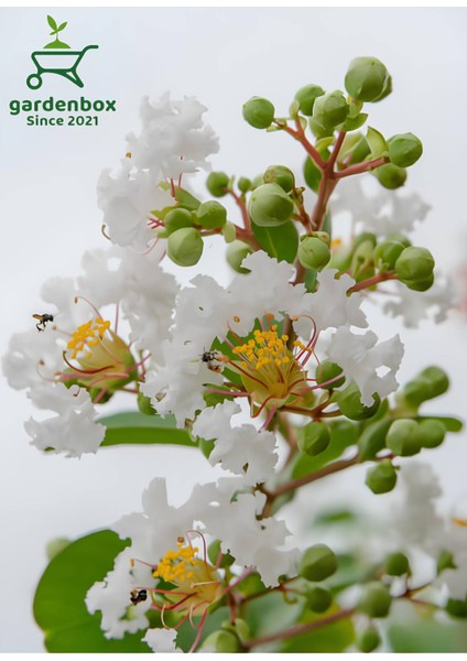 Oya Ağacı Beyaz Renk 1 Adet Saksılı / Tüplü 30-50 cm Dış Mekan Bitkisi fiyatları