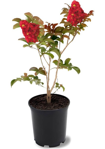 Kırmızı Oya Ağacı 1 Adet Dış Mekan Saksılı 30-60 cm+Yaprak Güzeli