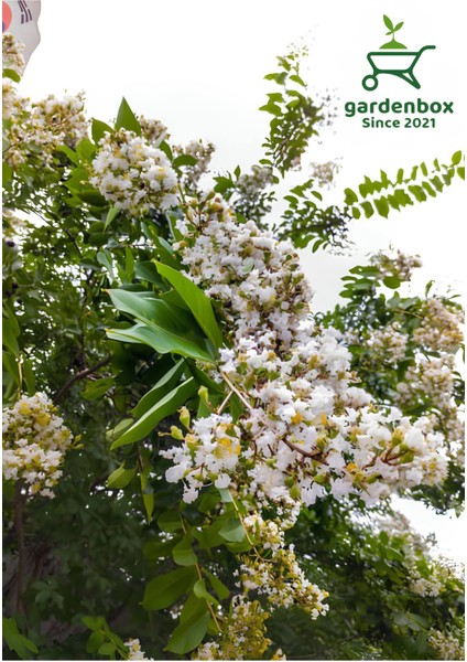 Beyaz Oya Ağacı Saksılı 1 Adet 30-60 cm Bahçe Peyzaj Bitkisi fiyatları