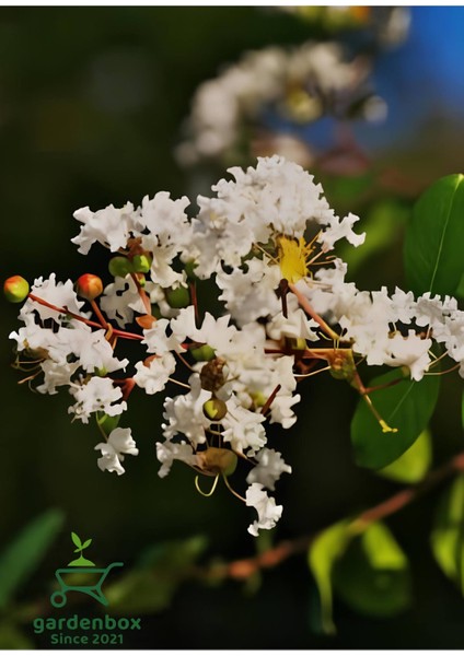Beyaz Oya Ağacı Çiçeği Fidanı Saksılı 1 Adet 30-60 cm Bahçe Peyzaj Bitkisi fiyatları