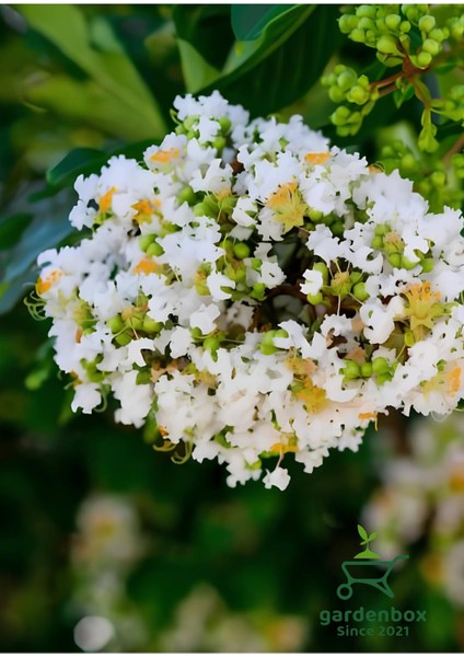 Beyaz Renk Oya Ağacı Bitkisi 1 Adet Saksılı 30-60 cm Çiçekli Bahçe Bitkisi fiyatları