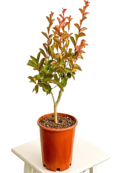 Beyaz Renk Oya Ağacı Bitkisi 1 Adet Saksılı 30-60 cm Çiçekli Bahçe Bitkisi