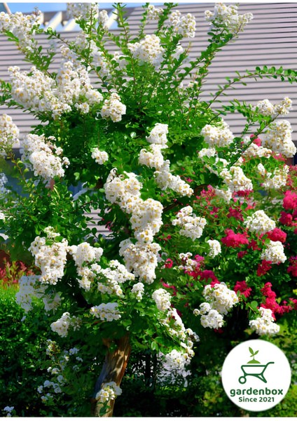 Beyaz Renk Oya Ağacı Bitkisi 1 Adet Saksılı 30-60 cm Çiçekli Bahçe Bitkisi modelleri