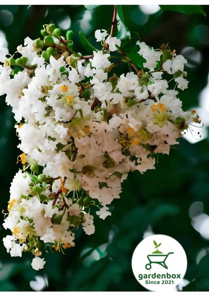 Beyaz Renk Oya Ağacı 30-60 cm 1 Adet Saksılı Bahçe Bitkisi fiyatları