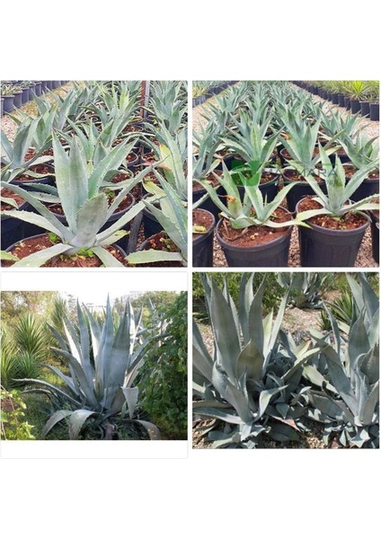 Agave Salmiana Saksılı Doğa Flora