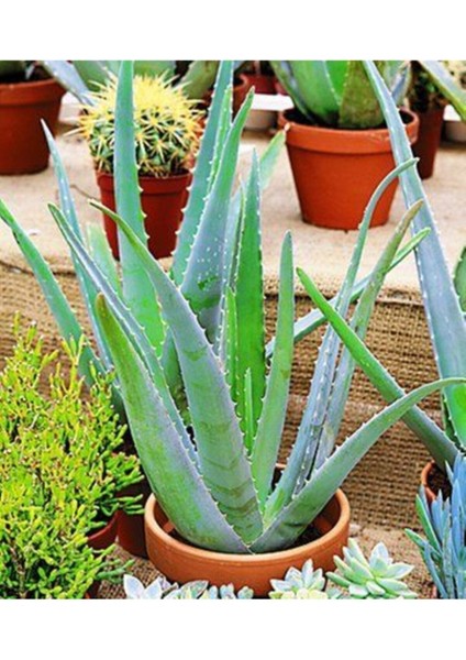 Aloe Vera - Aloevera