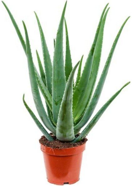 Aloe Vera - Aloevera fiyatları