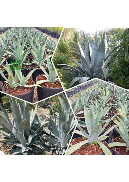 Agave Salmiana Saksılı Doğa Flora
