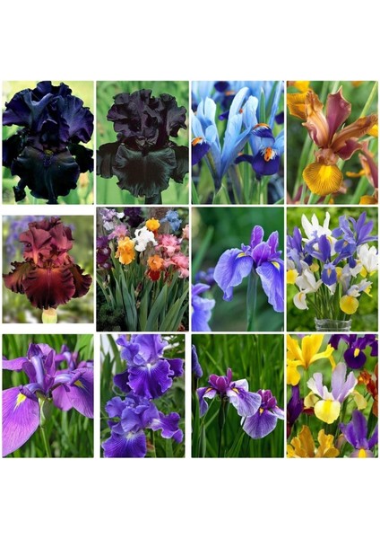 Doğa Garden 25 Adet Iris Süsen Soğanı 20-40 cm Sürgün Vermiş