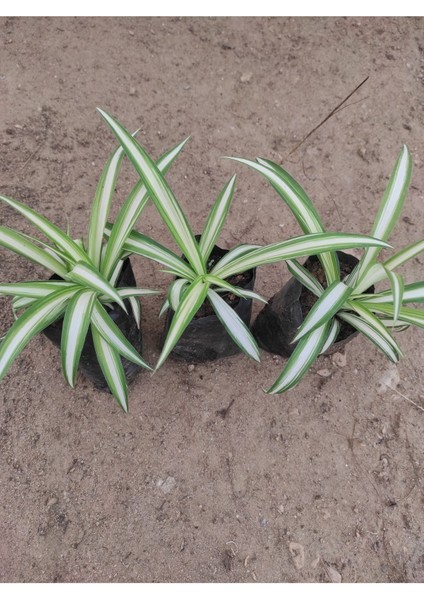 Kurdele Çiçeği 3 Adet