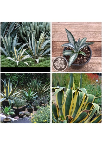 Agave Americana Fidesi Kampanya