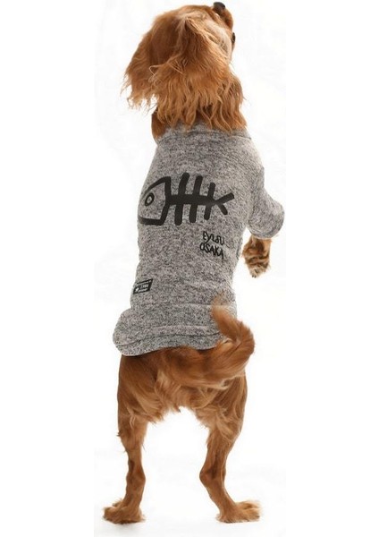 Küçük ve Orta Irk Köpek Kazak - Lalit Gri