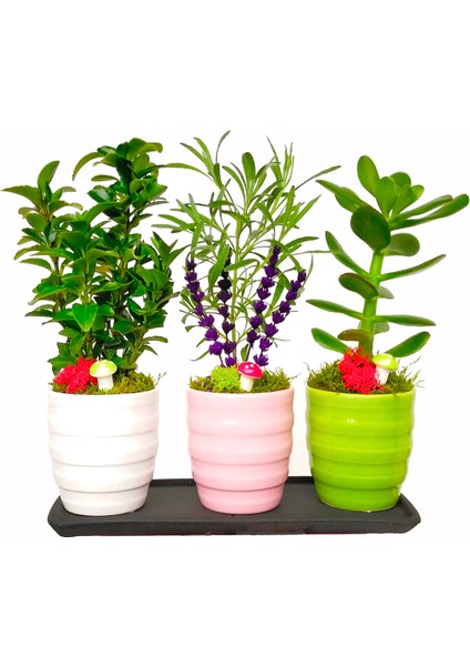 Renkli Mini Bonsai 3 Lü Set & Sukulent Lavanta Taflan Canlı Bakımı Kolay Seramik Saksıda Hediye
