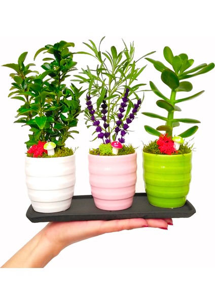 Renkli Mini Bonsai 3 Lü Set & Sukulent Lavanta Taflan Canlı Bakımı Kolay Seramik Saksıda Hediye fiyatları