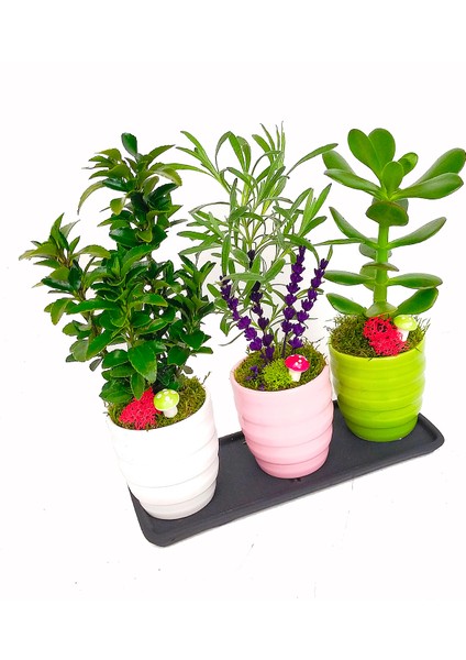 Renkli Mini Bonsai 3 Lü Set & Sukulent Lavanta Taflan Canlı Bakımı Kolay Seramik Saksıda Hediye modelleri