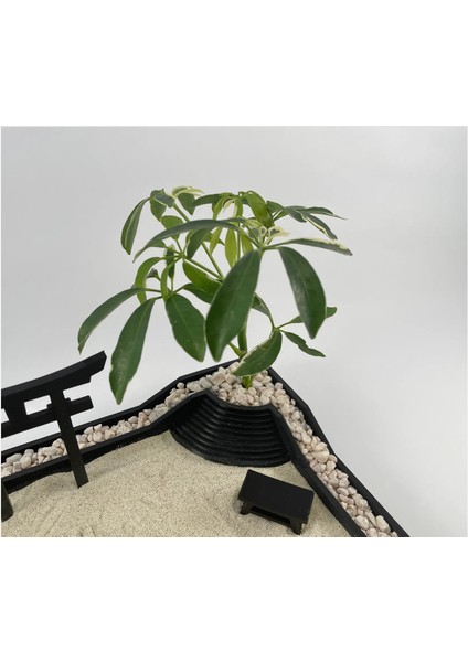 Mini Zen Bahçesi fırsatları