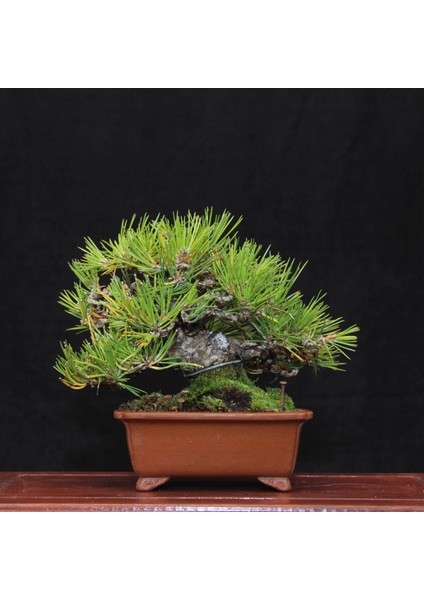 Japon Karaçamı Bonsai NO.563