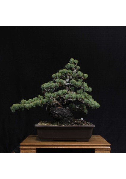 Japon Beyaz Çamı Bonsai NO.629