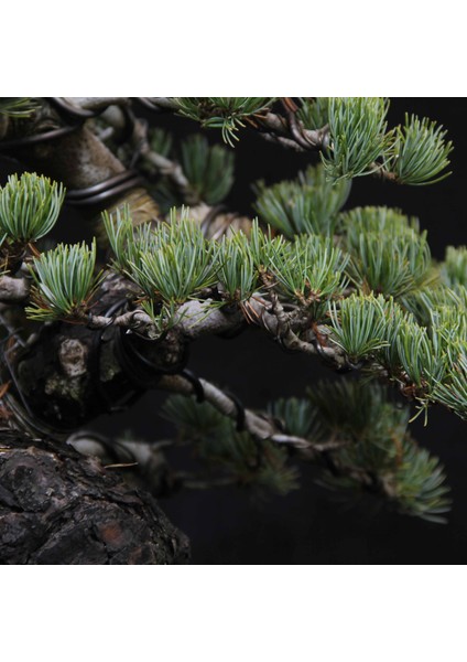 Japon Beyaz Çamı Bonsai NO.629