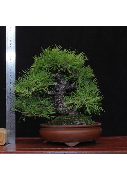 Japon Karaçamı Bonsai NO.574