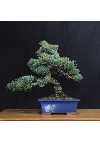 Japon Beyaz Çamı Bonsai NO.639