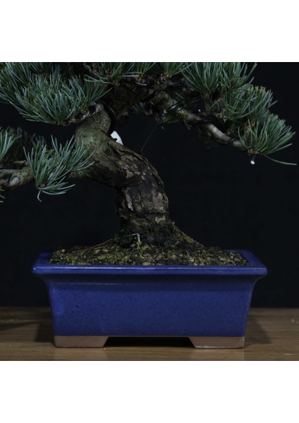 Japon Beyaz Çamı Bonsai NO.639