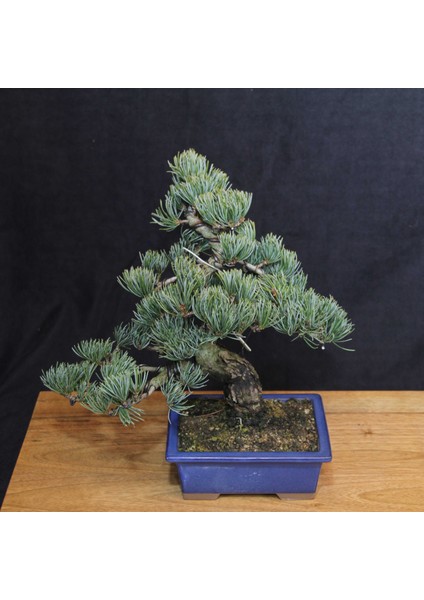 Japon Beyaz Çamı Bonsai NO.639