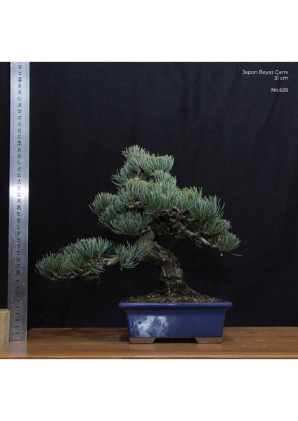 Japon Beyaz Çamı Bonsai NO.639