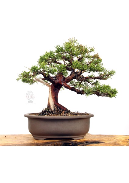 Ardıç (Çin Ardıcı) Bonsai Telleme Kiti - No.3