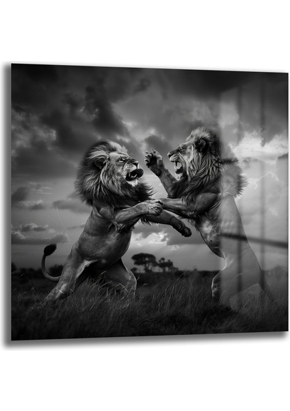Aslan Dövüşü Kare Cam Tablo