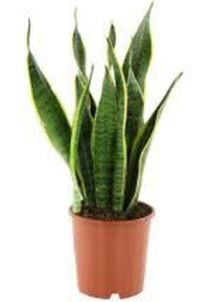 Paşa Kılıcı Sansevieria 70-80 cm