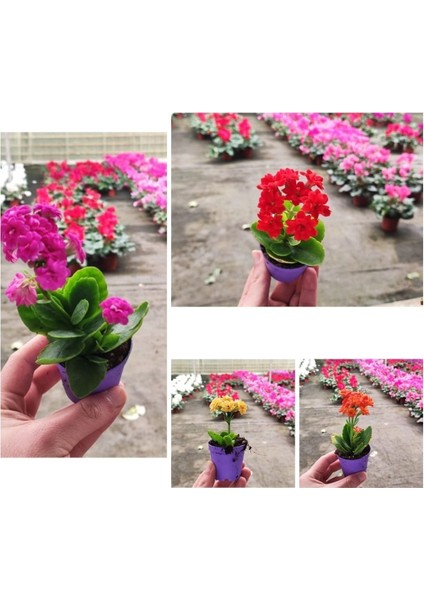 20 Adet Karışık Renklerde Kalanşo Fidöesi Kalanchoe