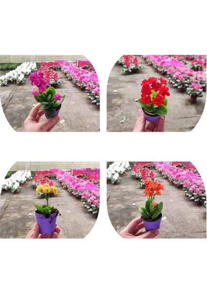 20 Adet Karışık Renklerde Kalanşo Fidöesi Kalanchoe fiyatları