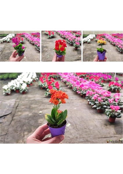 20 Adet Karışık Renklerde Kalanşo Fidöesi Kalanchoe modelleri