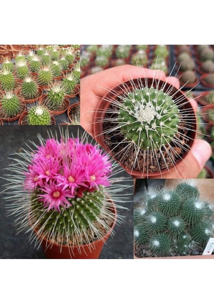 Mammillaria Spinosissima Kaktüs 5.5 Saksıda