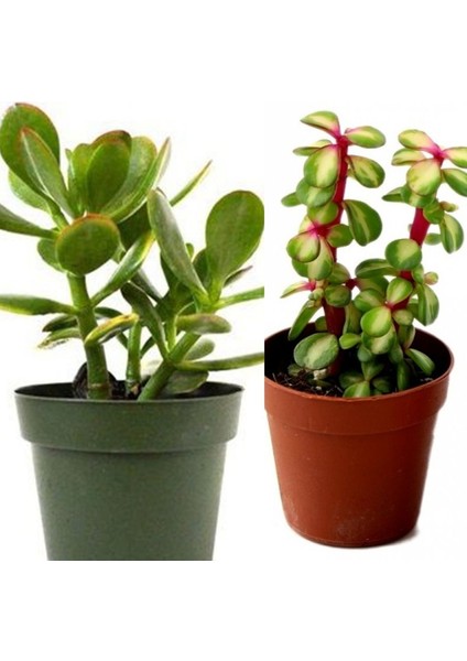 2 Tür Para Ağacı Crassula Ovata+Yeşim Ağacı